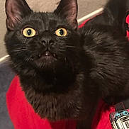 Jiji is registered to the contest to win money with this photo: black_cat, cat, pet, feline, yellow_eyes, wide_eyes, fur, whiskers, ears, face, indoor, red_surface, curious, animal, domestic_animal, close_up, looking_up, cute, fanged_cat, background_wall