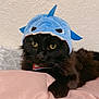 Jiji joined the competition — help win amazing prizes! black_cat, cat, pet, animal, costume, shark_hat, hat, yellow_eyes, fur, whiskers, indoor, resting, pink_blanket, texture_wall, cute, adorable, portrait, feline, close_up, relaxed
