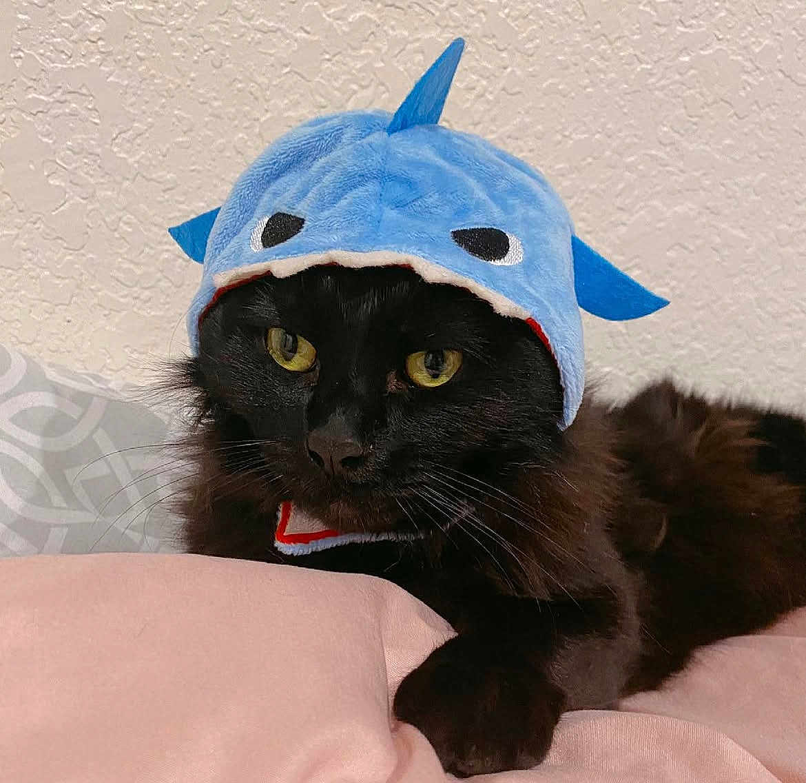Jiji