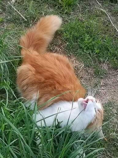 Pagan participe au concours pour gagner de l'argent avec cette photo : canidae, carnivore, cat, companion_dog, devon_rex, dog_breed, domestic_short_haired_cat, eye, fawn, felidae, fur, grass, plant, small_to_medium_sized_cats, snout, sporting_group, tail, terrestrial_animal, whiskers, wildlife