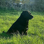 Cerbere a rejoint le concours — aidez-le/la à gagner de superbes lots ! dog, cat, grass, field, nature, outdoor, sunlight, stone_wall, animal, pet, black_dog, curious_cat, tree, shrub, daylight, peaceful, serene, sitting, wildlife, countryside