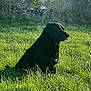 dog, cat, grass, field, nature, outdoor, sunlight, stone_wall, animal, pet, black_dog, curious_cat, tree, shrub, daylight, peaceful, serene, sitting, wildlife, countryside