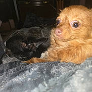 Bear joined the competition — help win amazing prizes! animal, black_dog, blanket, close_up, companion, cozy, cute, dog, expression, eyes, friendship, fur, home, indoor, mammal, pet, relaxation, resting, snuggle, tan_dog