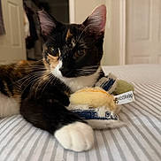 Spooky joined the competition — help win amazing prizes! animal, bed, calico_cat, cat, closeup, cute, domestic, ears, feline, home, indoor, paw, pet, plush_toy, relaxed, resting, soft_toy, striped_bedspread, toy, whiskers