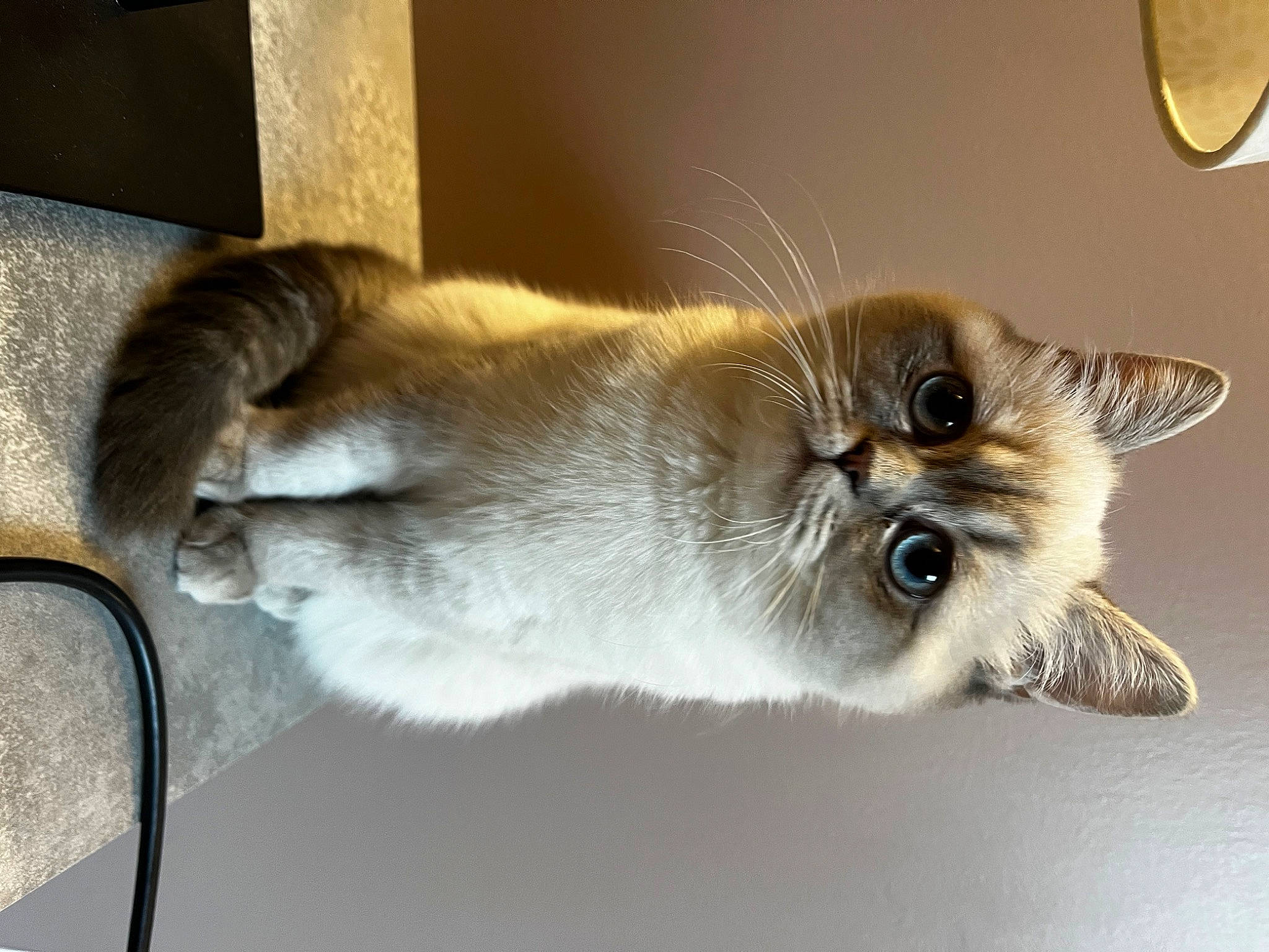 Tempête participe au concours pour gagner de l'argent avec cette photo : balinese, birman, box, carnivore, cat, claw, companion_dog, fawn, felidae, fur, paw, siamese, small_to_medium_sized_cats, snout, tail, thai, tonkinese, whiskers