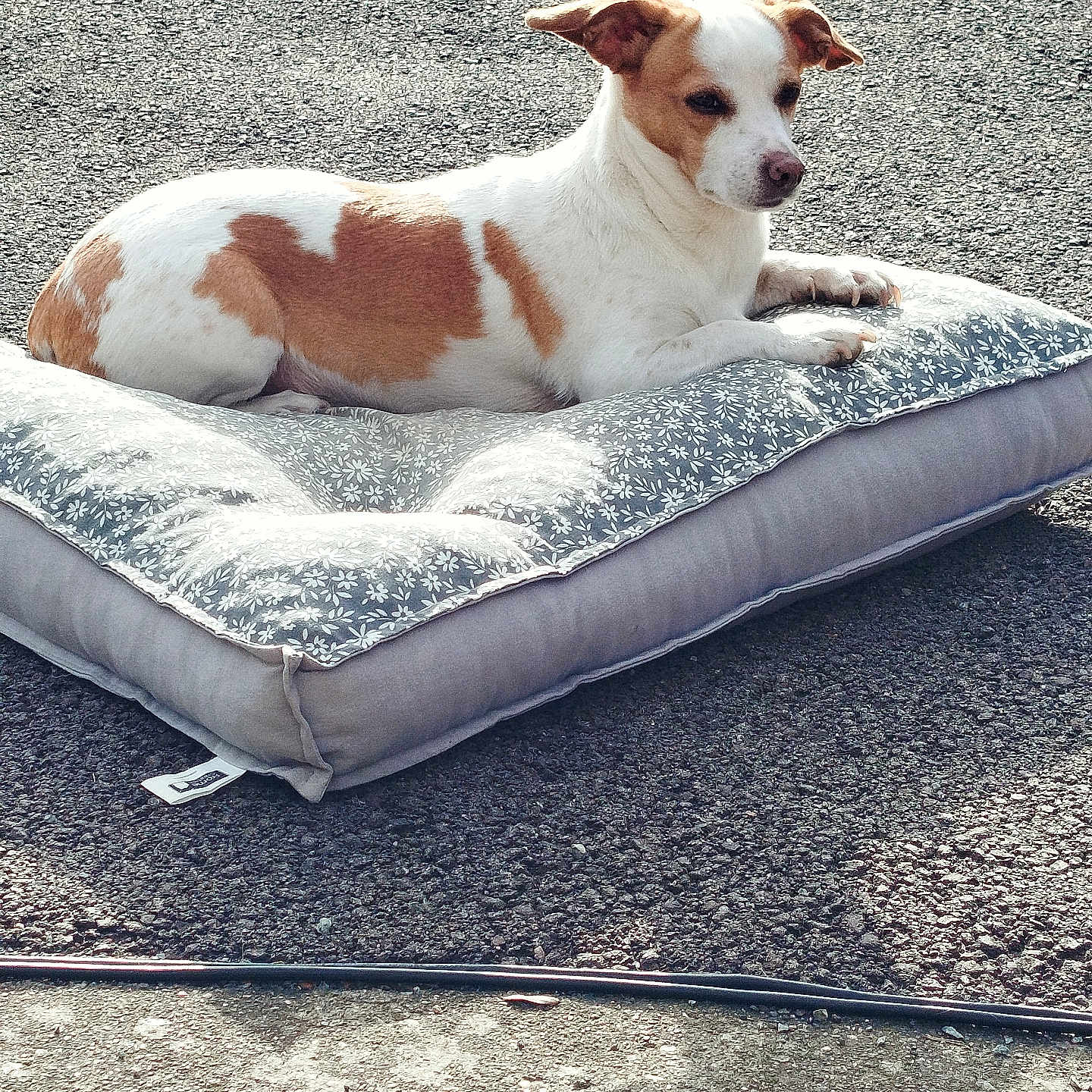 Daisy