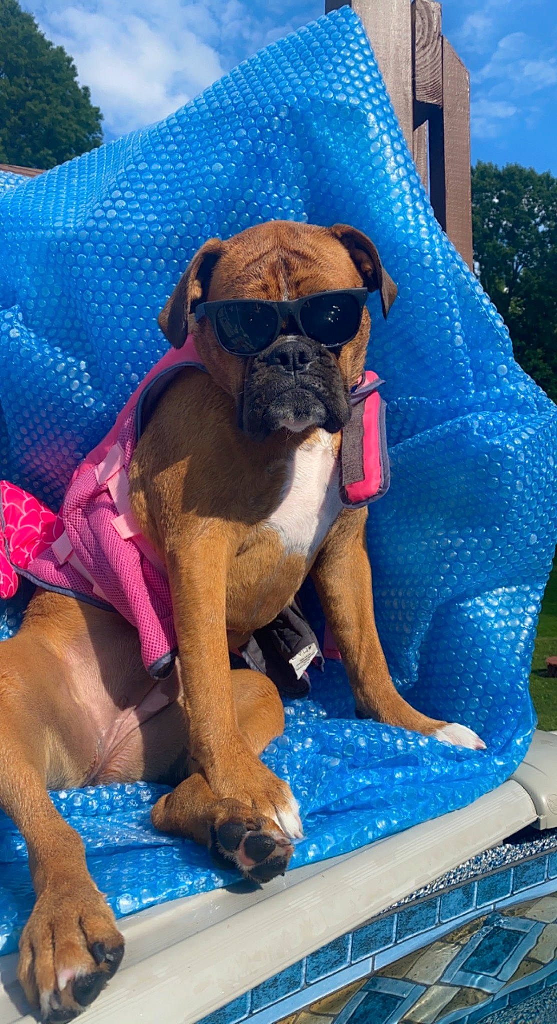 Sophie Rae is registered to the contest to win money with this photo: blue, carnivore, collar, companion_dog, dog, dog_breed, dog_collar, dog_supply, electric_blue, fawn, fun, grass, leisure, pet_supply, sky, snout, sporting_group, toy_dog, working_animal, wrinkle
