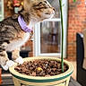 cat, kitten, plant, flowerpot, potting_soil, collar, bell, indoor, brick_wall, window, green_leaf, curious, pet, young_cat, table, decor, closeup, side_profile, feline, nature