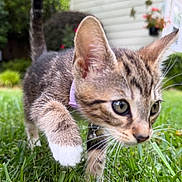 Luna is registered to the contest to win money with this photo: kitten, cat, grass, outdoor, collar, bell, close_up, young_animal, curious, greenery, backyard, nature, pet, animal, feline, whiskers, ears, paw, focus, blurred_background