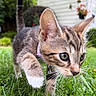 kitten, cat, grass, outdoor, collar, bell, close_up, young_animal, curious, greenery, backyard, nature, pet, animal, feline, whiskers, ears, paw, focus, blurred_background