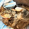 Luna is registered to the contest to win money with this photo: kitten, cat, sleeping, tabby, feline, pet, cute, cozy, blanket, soft, fur, animal, domestic, relaxed, resting, indoor, closeup, whiskers, paw, cute_face