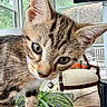 kitten, tabby, cat, closeup, curious, indoor, collar, bell, whiskers, plant, window, chair, floor, sunlight, pet, feline, young, fur, portrait, home