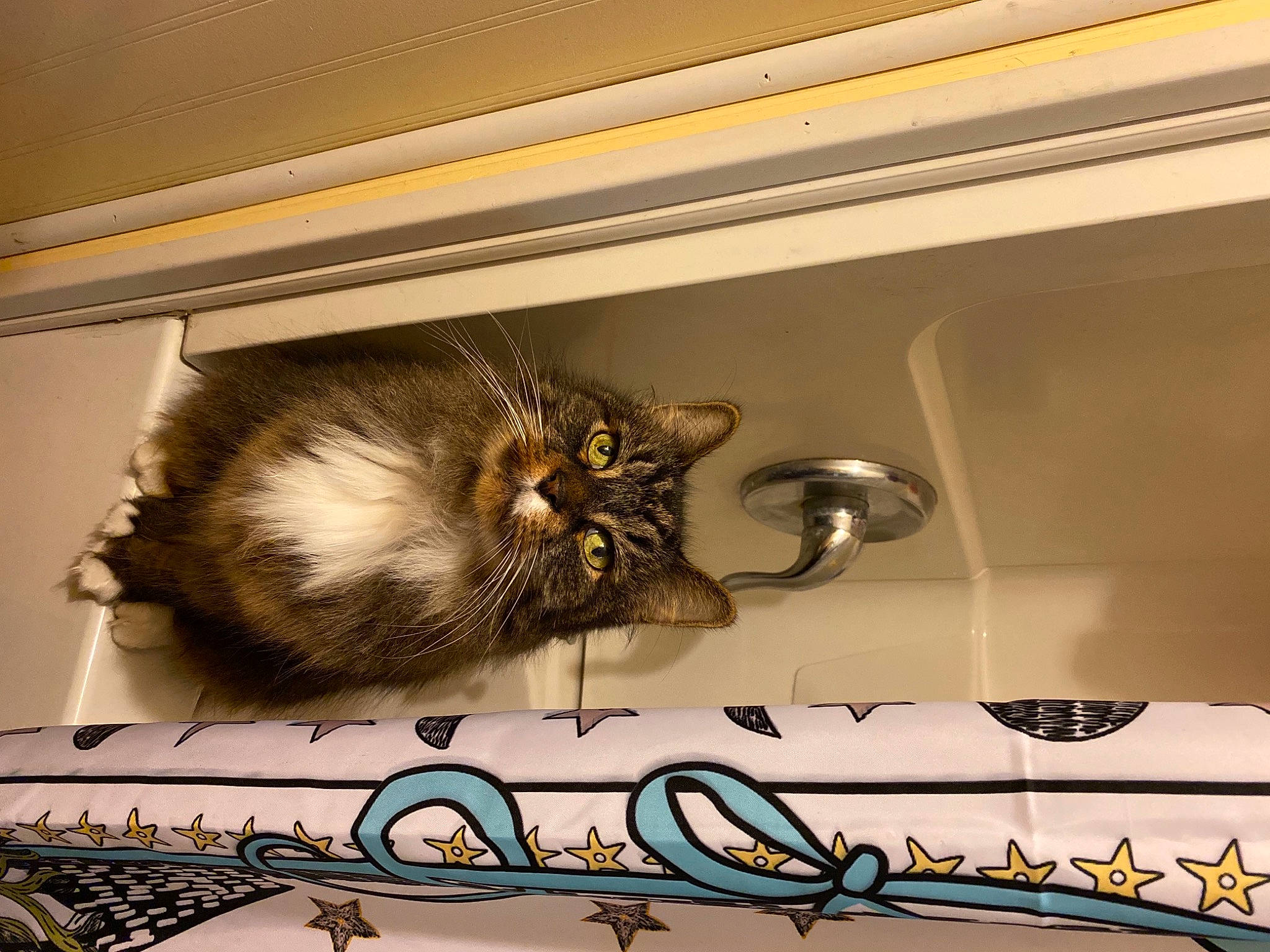 Mac is registered to the contest to win money with this photo: carnivore, cat, ceiling, claw, domestic_short_haired_cat, drawer, felidae, fur, metal, molding, paw, rectangle, room, small_to_medium_sized_cats, tail, whiskers, wood