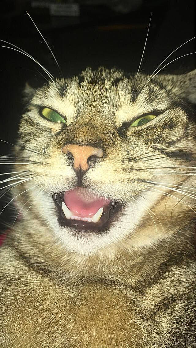 Arnold is registered to the contest to win money with this photo: asian, carnivore, cat, close_up, domestic_short_haired_cat, european_shorthair, eye, facial_expression, felidae, mammal, mouth, nose, organ, small_to_medium_sized_cats, snout, tabby_cat, vertebrate, whiskers, wild_cat, wildlife