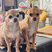 Scrappy Thor participe au concours pour gagner de l'argent avec cette photo : animal, architecture, building, canine, chihuahua, couch, cushion, dog, fireplace, furniture, homedecor, indoors, interiordesign, livingroom, ottoman, pet, plant, pottedplant, puppy, room