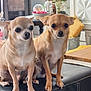 animal, architecture, building, canine, chihuahua, couch, cushion, dog, fireplace, furniture, homedecor, indoors, interiordesign, livingroom, ottoman, pet, plant, pottedplant, puppy, room