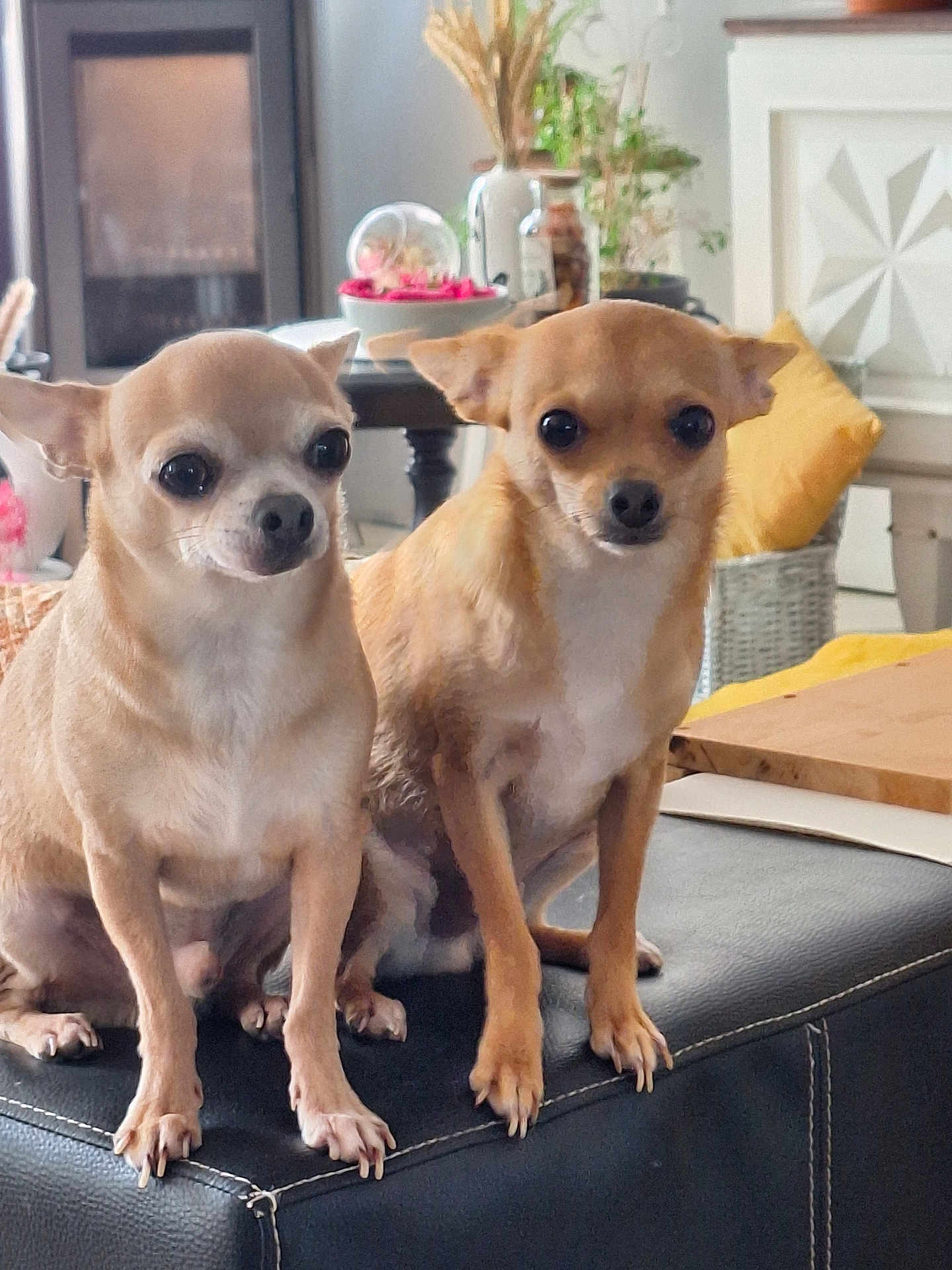 Scrappy Thor participe au concours pour gagner de l'argent avec cette photo : animal, architecture, building, canine, chihuahua, couch, cushion, dog, fireplace, furniture, homedecor, indoors, interiordesign, livingroom, ottoman, pet, plant, pottedplant, puppy, room