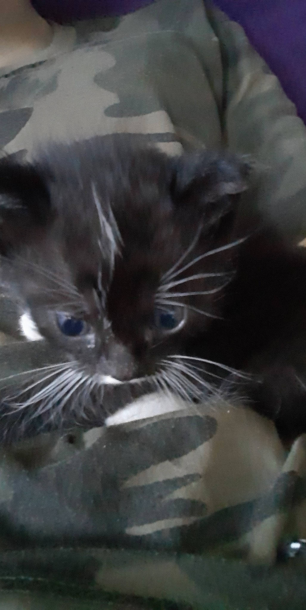 Gloria participe au concours pour gagner de l'argent avec cette photo : black_cat, carnivore, cat, claw, comfort, domestic_short_haired_cat, ear, eye, felidae, fur, grey, monochrome, monochrome_photography, nap, paw, small_to_medium_sized_cats, snout, terrestrial_animal, whiskers, window