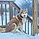 Koda