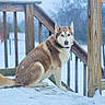 dog, husky, snow, wooden_porch, outdoor, winter, animal, pet, sitting, fur, cold, nature, quiet, calm, canine, fence, daylight, background, wood, mammal