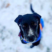 Pippin is registered to the contest to win money with this photo: dog, black_dog, snow, outdoor, pet, animal, winter, fur, canine, looking_up, close_up, cute, portrait, colorful_jacket, winter_clothing, snowflakes, animal_face, focused, nature, adorable