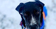 Pippin is registered to the contest to win money with this photo: adorable, animal, animal_face, black_dog, canine, close_up, colorful_jacket, cute, dog, focused, fur, looking_up, nature, outdoor, pet, portrait, snow, snowflakes, winter, winter_clothing