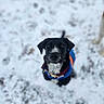 Pippin joined the competition — help win amazing prizes! animal, black_dog, canine, cold_weather, colorful_clothing, companion, cute, dog, focused, fur, jacket, looking_up, nature, outdoor, pet, playful, sitting, snow, white_fur, winter
