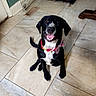 Pippin joined the competition — help win amazing prizes! animal, black_dog, blanket, bow, canine, collar, companion, crate, dog, domestic, floor, happy, home, indoor, paw, pet, sitting, smiling, tile_floor, water_bowl