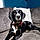 Pippin