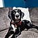 Pippin