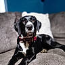dog, black_and_white, bow_tie, couch, indoor, pet, animal, relaxed, fur, paw, portrait, canine, companion, domestic_animal, furniture, looking_up, cute, alert, lying_down, home