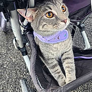 Ember joined the competition — help win amazing prizes! amber_eyes, animal, cat, closeup, curious, daylight, feline, fur, gray, mesh, outdoor, paws, pet, purple_collar, striped, stroller, tabby, texture, wheel, whiskers