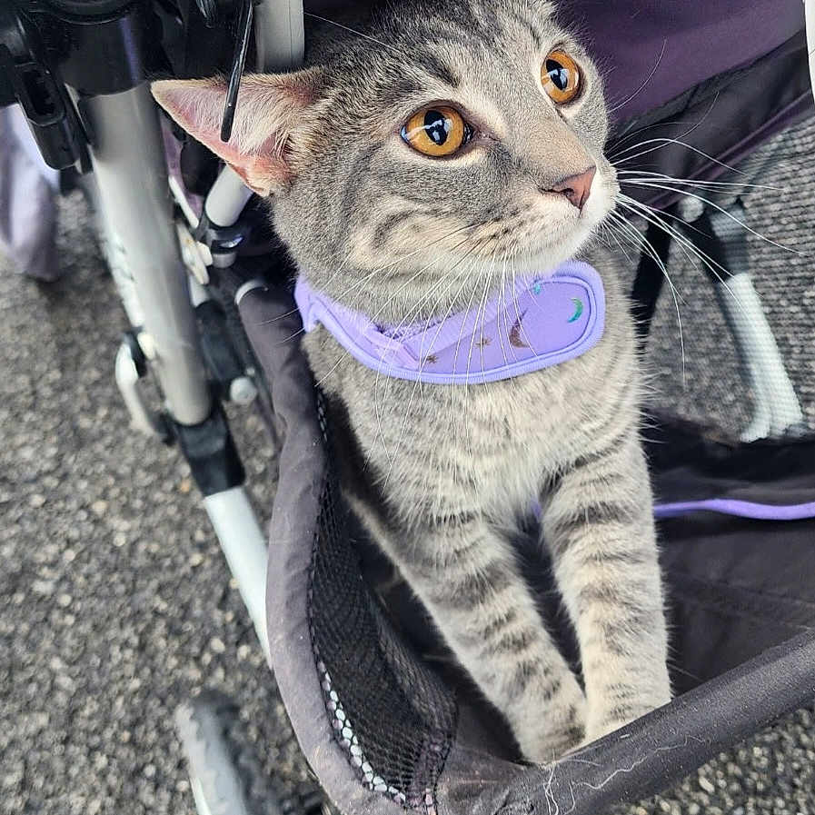 Ember joined the competition — help win amazing prizes! amber_eyes, animal, cat, closeup, curious, daylight, feline, fur, gray, mesh, outdoor, paws, pet, purple_collar, striped, stroller, tabby, texture, wheel, whiskers