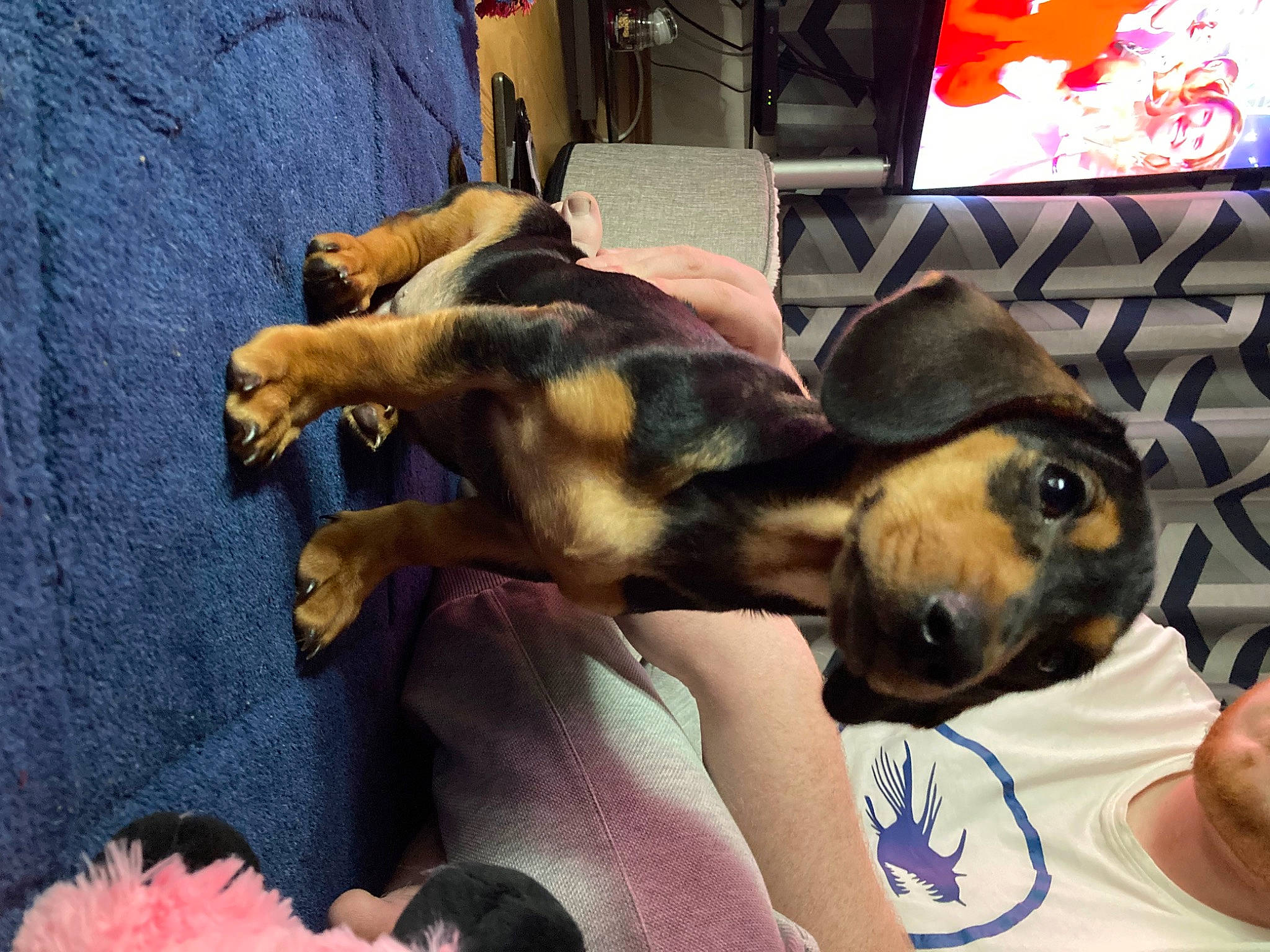 Rolo joined the competition — help win amazing prizes! canidae, carnivore, comfort, companion_dog, couch, dog, dog_breed, ear, fawn, fur, guard_dog, nap, paw, picture_frame, snout, sporting_group, tail, toy_dog, working_animal, working_dog