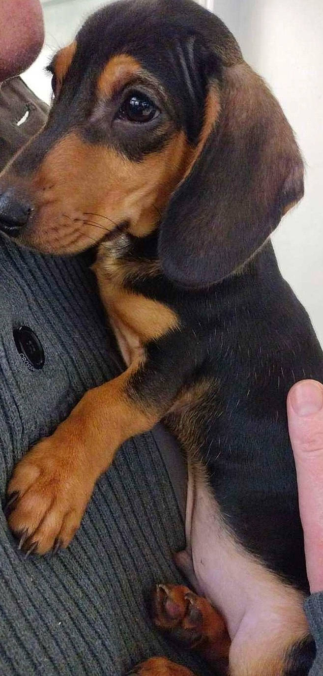 Rolo joined the competition — help win amazing prizes! canidae, carnivore, comfort, companion_dog, dog, dog_breed, ear, fawn, fur, hound, hunting_dog, liver, paw, pet_supply, puppy, sporting_group, whiskers, working_animal, working_dog