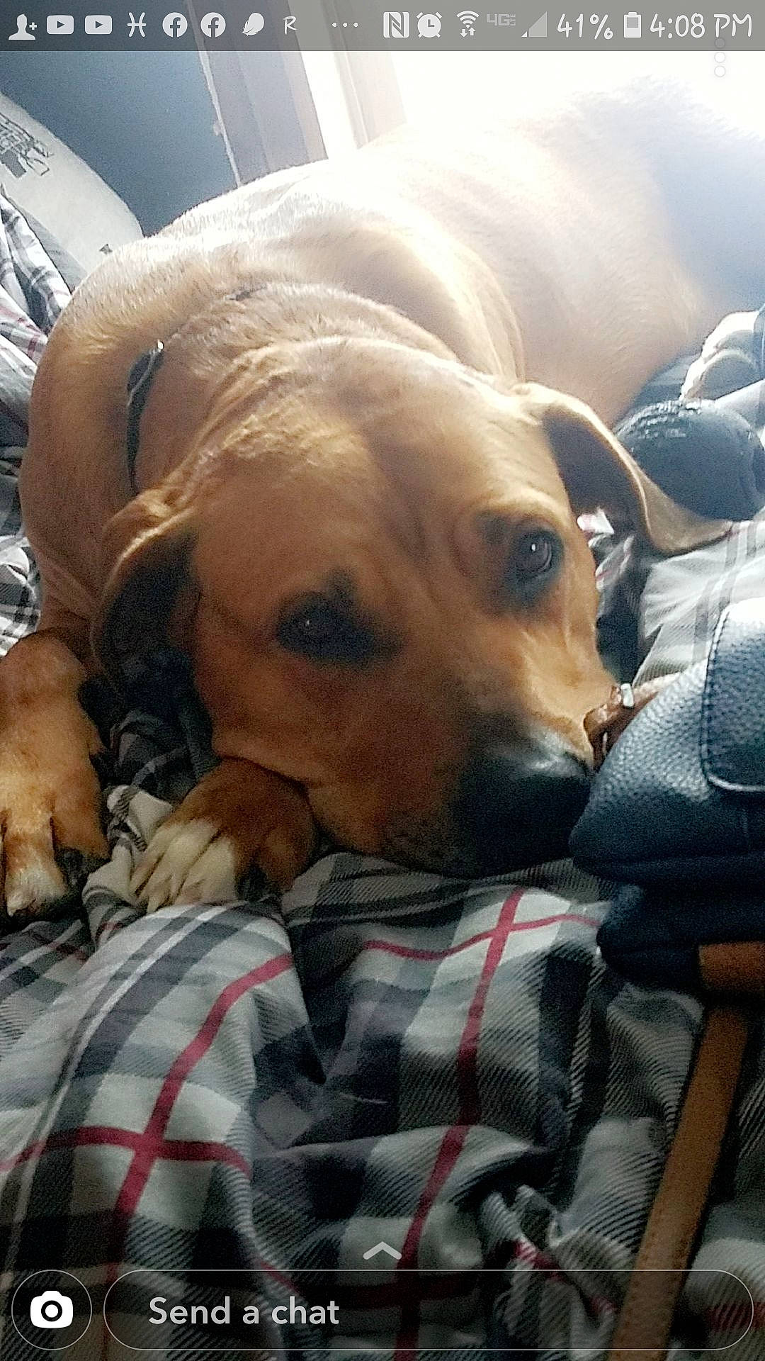 Belle is registered to the contest to win money with this photo: black_mouth_cur, canidae, carnivore, companion_dog, dog, dog_breed, fawn, mammal, puggle, puppy_love, rhodesian_ridgeback, snout, sporting_group