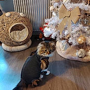 Minouche a rejoint le concours — aidez-le/la à gagner de superbes lots ! animal, bow, cat, cat_bed, christmas_tree, cozy, decorations, festive, fluffy_cat, furniture, garland, holiday, home, indoor, ornaments, pet_clothing, radiator, warm_lighting, white_tree, wooden_floor