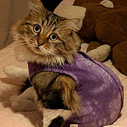 Minouche a rejoint le concours — aidez-le/la à gagner de superbes lots ! bed, bedding, big_eyes, cat, cozy, curious_expression, fur, indoor, longhair, looking_up, paws, pet, plush_toy, portrait, purple_clothing, soft_lighting, stuffed_animal, tabby_cat, vest, whiskers