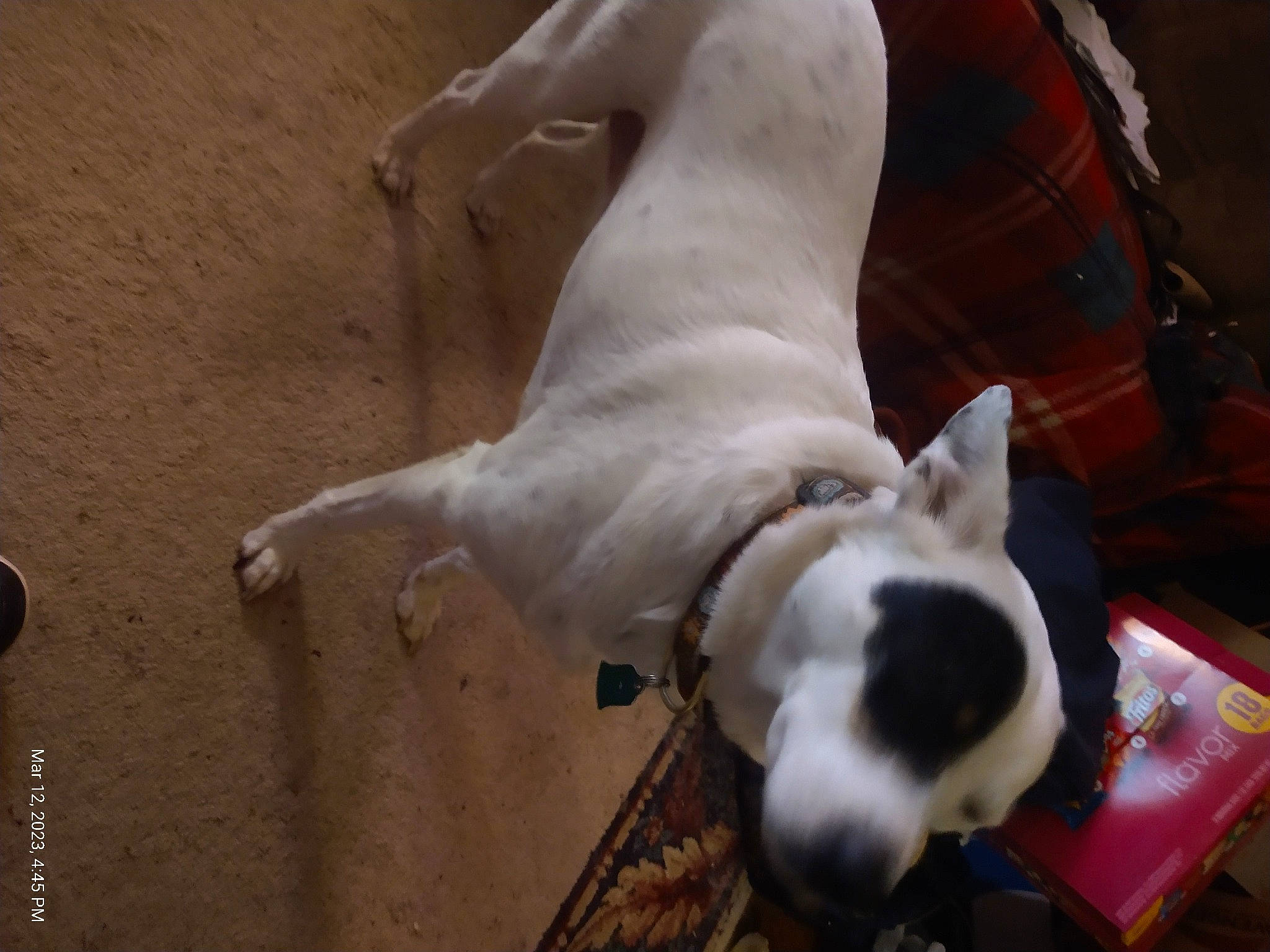 Dottie is registered to the contest to win money with this photo: canidae, carnivore, collar, comfort, companion_dog, dog, dog_breed, fawn, felidae, fur, non_sporting_group, paw, pet_supply, small_to_medium_sized_cats, snout, sporting_group, tail, terrestrial_animal, whiskers, working_animal