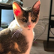 Aya participe au concours pour gagner de l'argent avec cette photo : cat, indoor, sunlight, whiskers, ears, pet, animal, curious, feline, brown, white, orange, floor, furniture, cozy, domestic, portrait, closeup, eyes, light