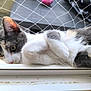 cat, window_sill, mesh_screen, curious, relaxed, paw, fur, whiskers, ear, outdoor, blurred_background, pet, animal, domestic_cat, close_up, side_view, yellow_eyes, white_fur, gray_fur, striped_fur