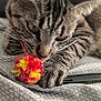 cat, tabby, toy, ball, fuzzy, close_up, whiskers, paw, gray_blanket, texture, indoor, pet, playful, curious, animal, feline, soft_focus, cozy, resting, fur