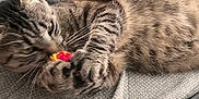 Flash participe au concours pour gagner de l'argent avec cette photo : cat, tabby, toy, playing, claw, paw, feline, fur, whiskers, gray, texture, closeup, indoor, pet, animal, cute, claws, lying, focused, playful