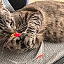 cat, tabby, toy, playing, claw, paw, feline, fur, whiskers, gray, texture, closeup, indoor, pet, animal, cute, claws, lying, focused, playful