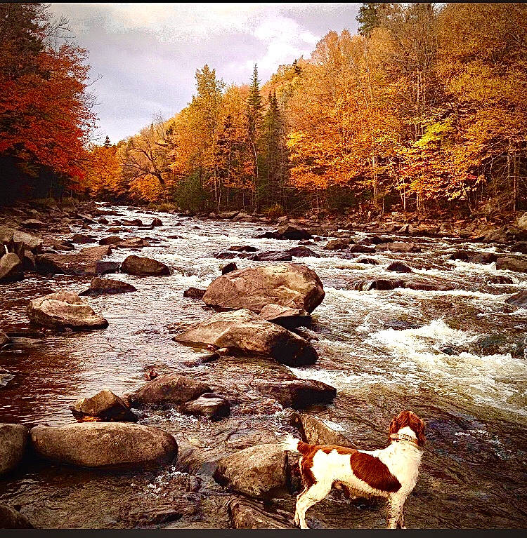 Frodo joined the competition — help win amazing prizes! bank, body_of_water, branch, cloud, dog, fawn, fluvial_landforms_of_streams, landscape, larch, leaf, morning, natural_environment, natural_landscape, people_in_nature, plant, sky, sunlight, tree, water, watercourse