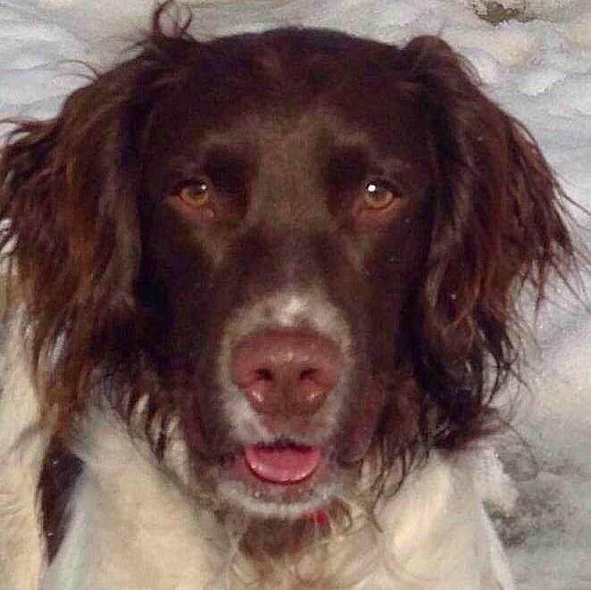 Frodo joined the competition — help win amazing prizes! canidae, carnivore, cocker_spaniel, companion_dog, dog, dog_breed, fang, fur, gun_dog, hunting_dog, liver, pont_audemer_spaniel, snout, spaniel, sporting_group, whiskers, working_animal, working_dog