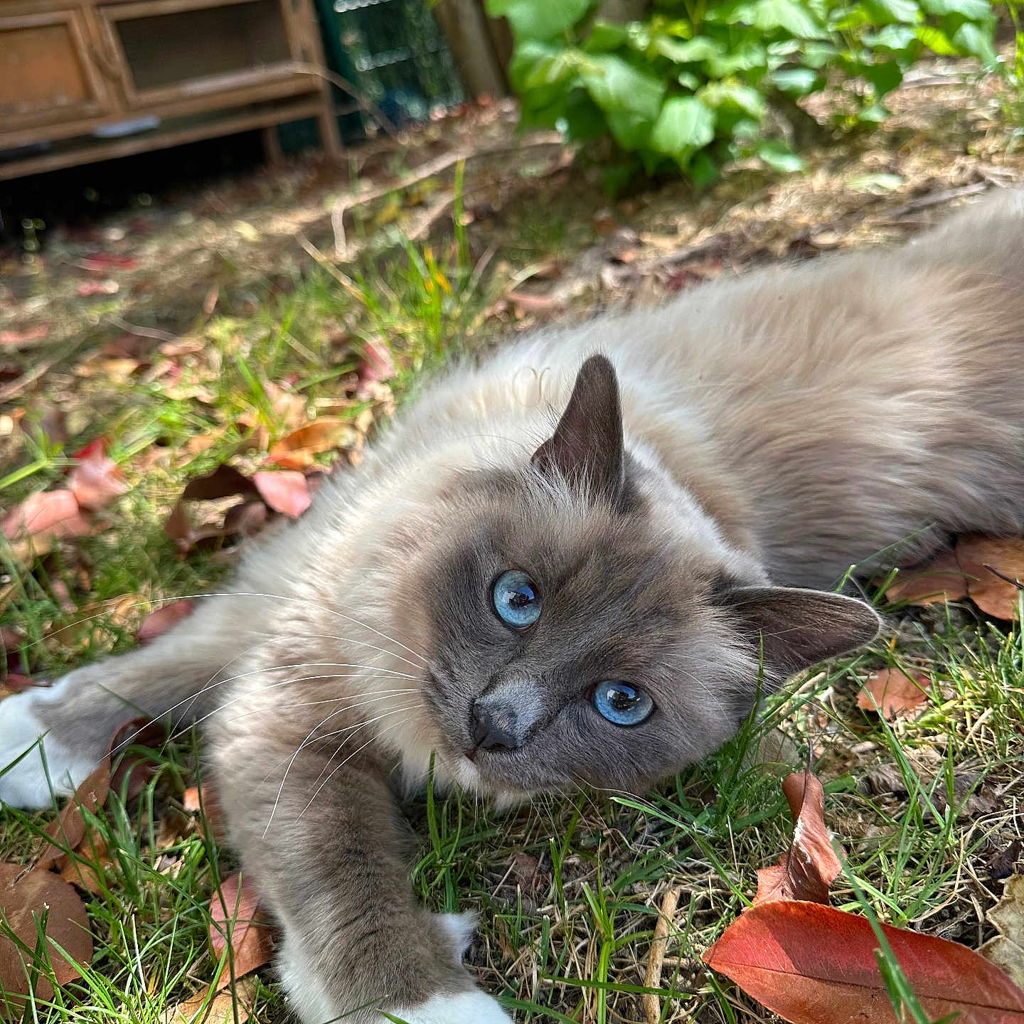 Tchoko