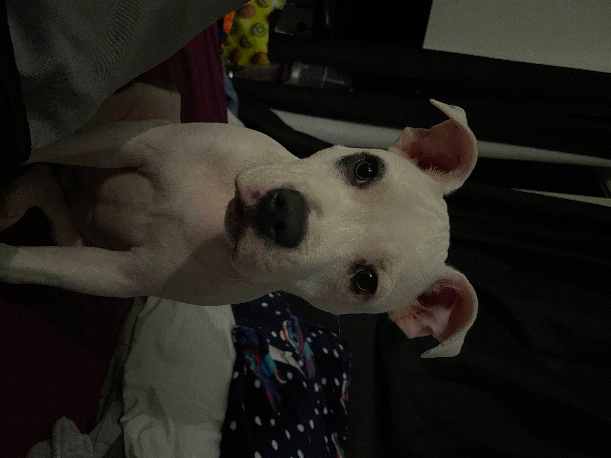 Ronin is registered to the contest to win money with this photo: bull_terrier, bull_terrier_miniature, canidae, carnivore, collar, companion_dog, dog, dog_breed, ear, fawn, fur, jaw, non_sporting_group, old_english_terrier, pattern, snout, sporting_group, terrestrial_animal, whiskers, working_animal