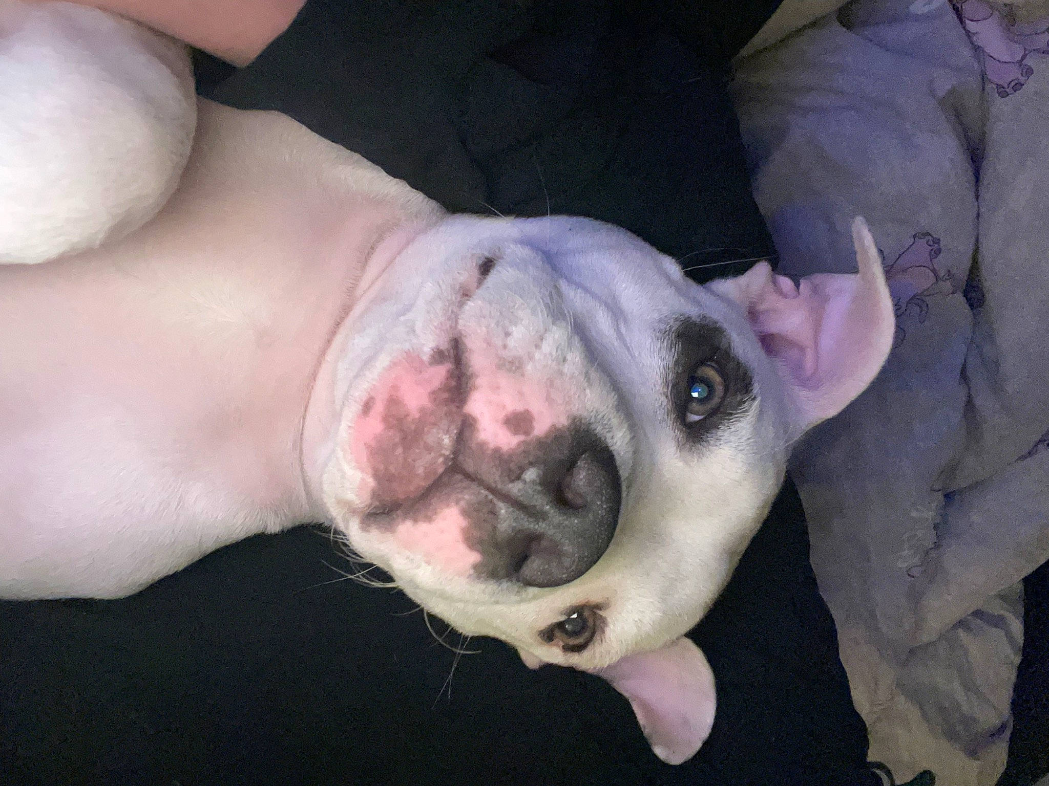 Ronin joined the competition — help win amazing prizes! canidae, carnivore, companion_dog, dog, dog_breed, fawn, flesh, foot, mammal, molosser, nail, non_sporting_group, pink, scar, snout, sporting_group, terrestrial_animal, vertebrate, whiskers, working_animal