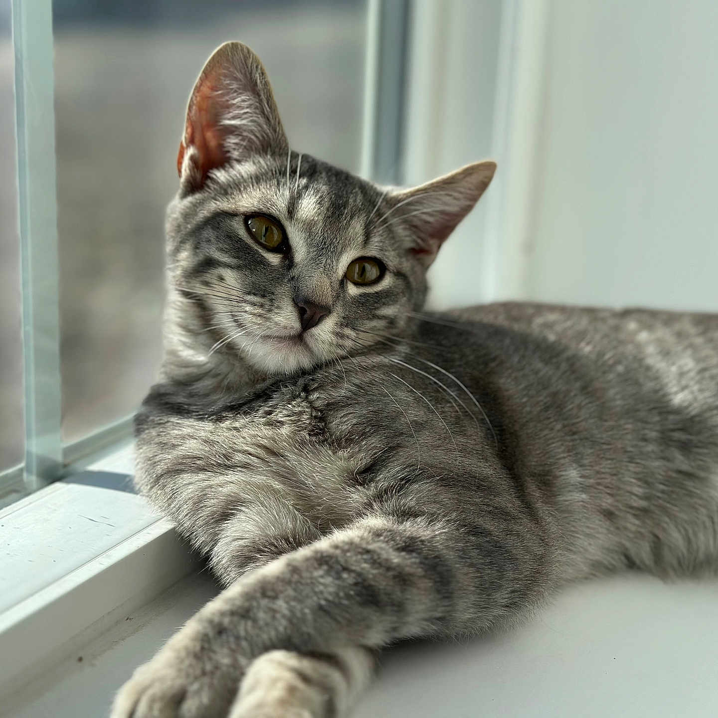 Alice D is registered to the contest to win money with this photo: abyssinian, animal, cat, egyptiancat, gray, kitten, manx, pet, window, windowsill